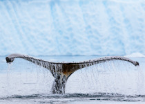 Humpback whale (Megaptera novaeangliae) fluke near a glacier in Paradise Harbor, Antarctic Peninsula