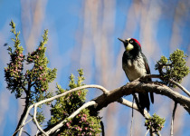 Acorn Woodpecker