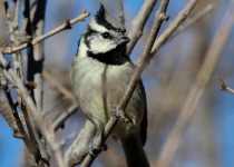 Bridled Titmouse