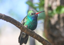 Broad-billed Hummingbird