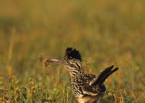 Greater Roadrunner