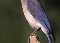 Mexican Jay