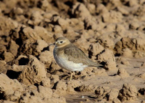 Mountain Plover