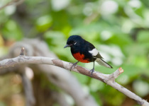 Painted Redstart