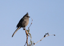 Phainopepla