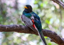 Elegant Trogon © Skye Haas