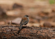 Yellow-eyed Junco