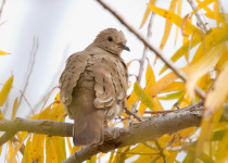 Ruddy Ground Dove, Arizona