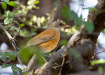 Rufous-backed Robin