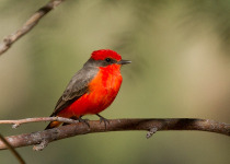 Vermilion Flycatcher