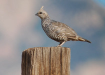 Scaled Quail
