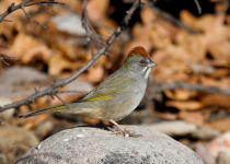 Green-tailed Towhee