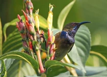Sao Tome and Principe Nature and Birding Tour - 9 Days with Ashanti African Tours