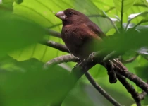 Sao Tome and Principe Nature and Birding Tour - 9 Days with Ashanti African Tours