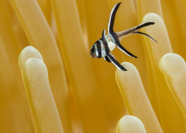 Banggai Cardinal