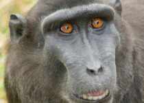 Crested Black Macaque