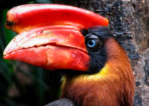 Rufous Hornbill