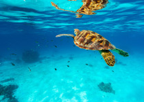 Green Turtle