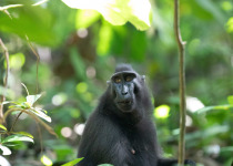 Lembeh Strait Bitung