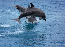 Bottlenose Dolphin in the ocean of Palawan