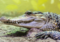 Head of Philippine crocodile (Crocodylus mindorensis), a relatively small, freshwater crocodile, endemic to the Philippines. It is considered to be the most severely threatened crocodile species in the world.
