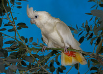 Philippine Cockatoo