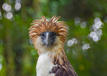 Philippine Eagle