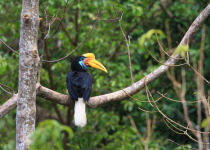 Asian Island Odyssey Cruise