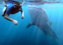 Snorkeling with whale shark, Gorontalo