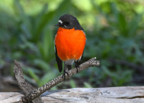 Flame Robin