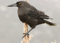 Black Currawong