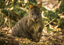Pademelon