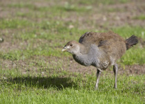 Tasmania Native Hen