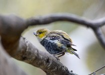 Forty-spotted Pardalote; Pardalotus quad ragintus