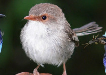 Superb Blue Fairy Wren