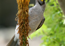 Noisy Miner