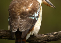 Kookaburra