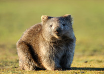 Wombat at Narawntapu National Park, Tasmania