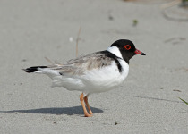 Hooded Plover