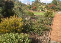 Jurrasic Garden Bruny Island