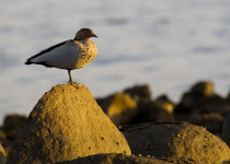 Australian Wood Duck
