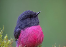 pink robin, Australia