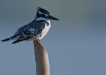 Full-Day Southern Gambia Birding and Photography Tour with Yanks Manneh