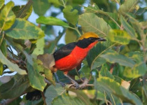 Full-Day Southern Gambia Birding and Photography Tour with Yanks Manneh