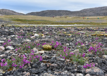 Wildflowers on the tundra, South Baffin Island