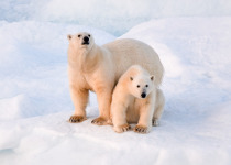 Polar bears on sea ice