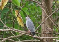 Janjanbureh and Georgetown Multi-Day Birding Safari with Yanks Manneh