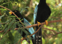 Yucatan Jays
