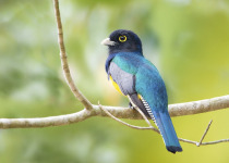 Violaceous Trogon
