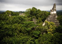 Tikal jungle